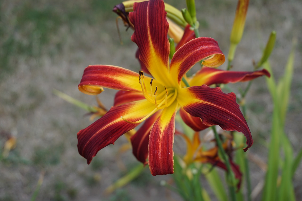 Red Ribbons-1