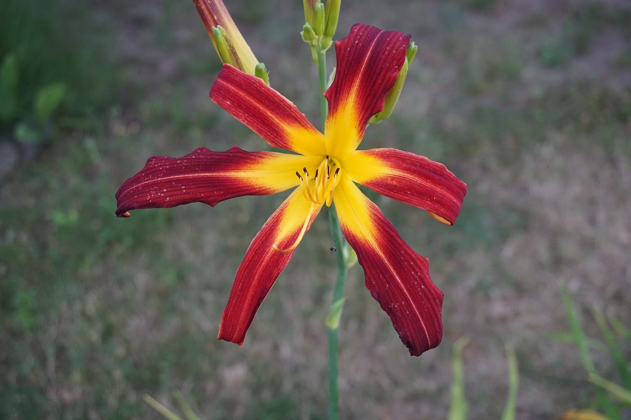 Red Ribbons-2