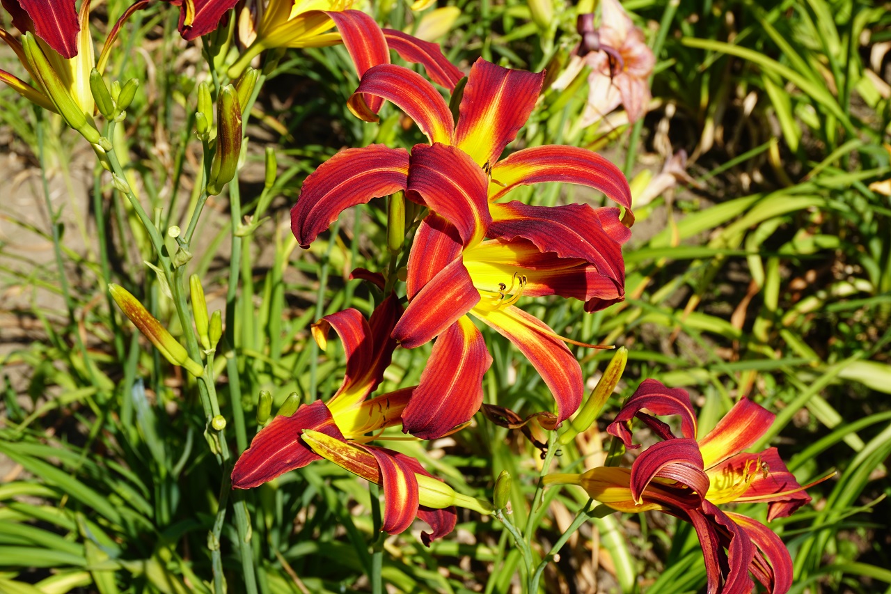 Red Ribbons-4